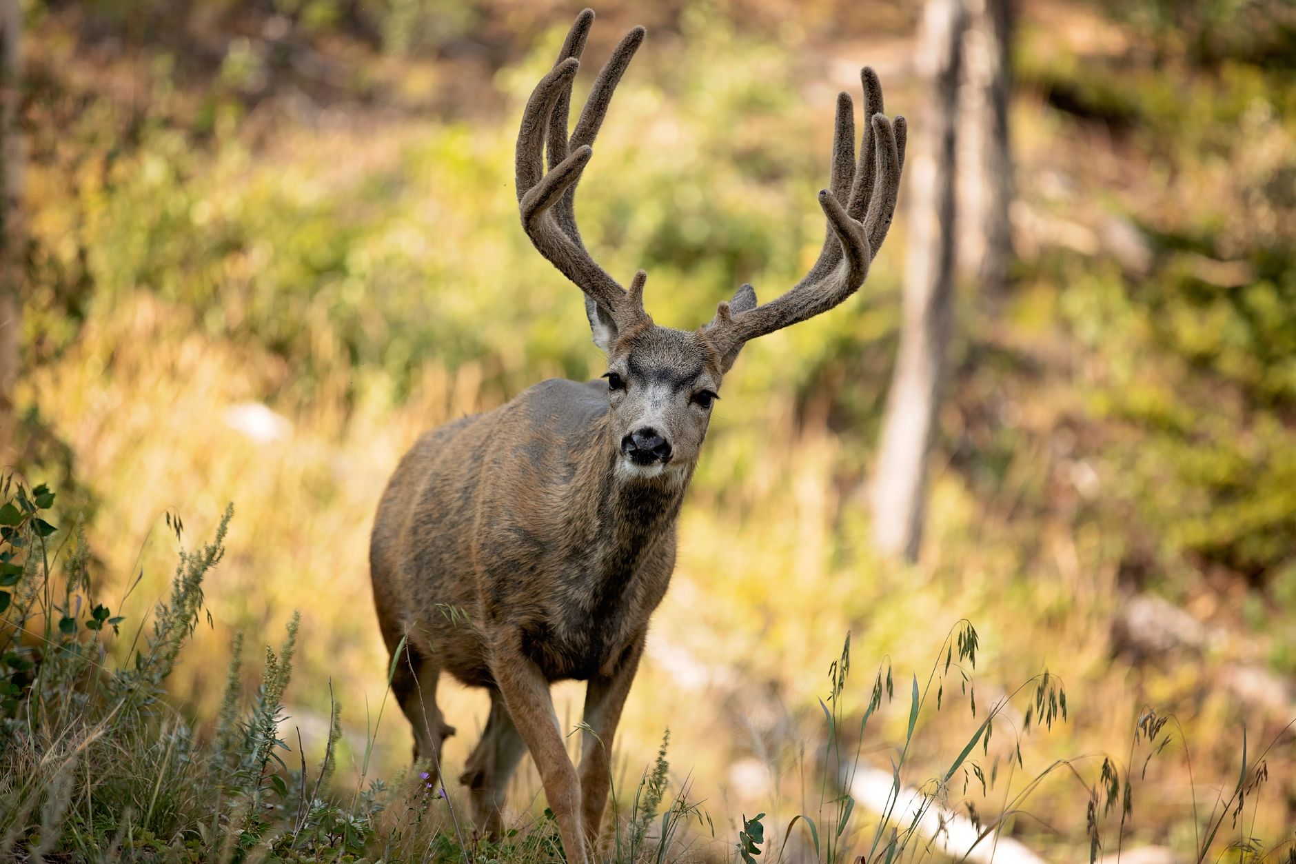 Trophy mule deer in autumn forest