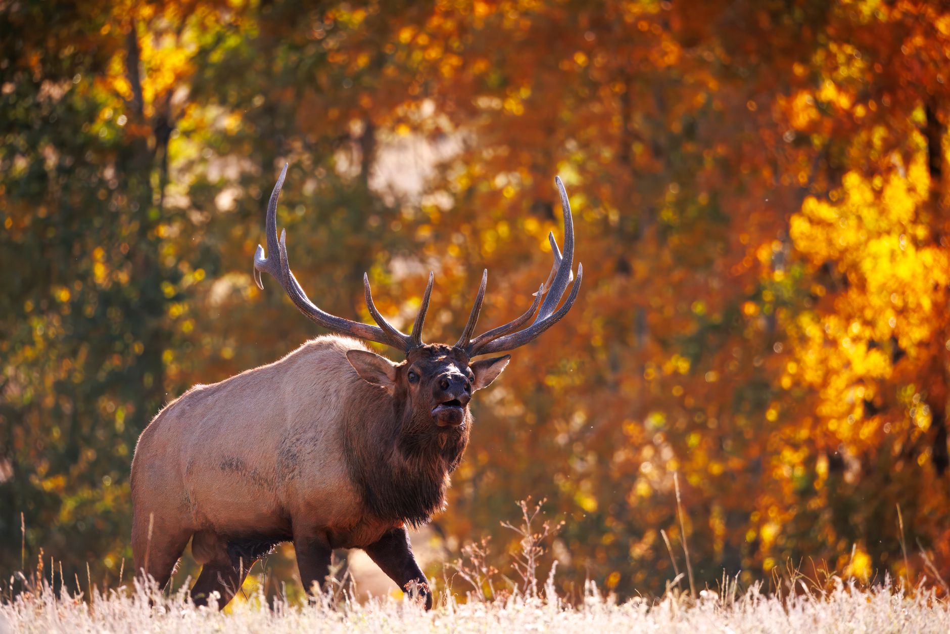 Trophy bull elk in autumn, Wyoming