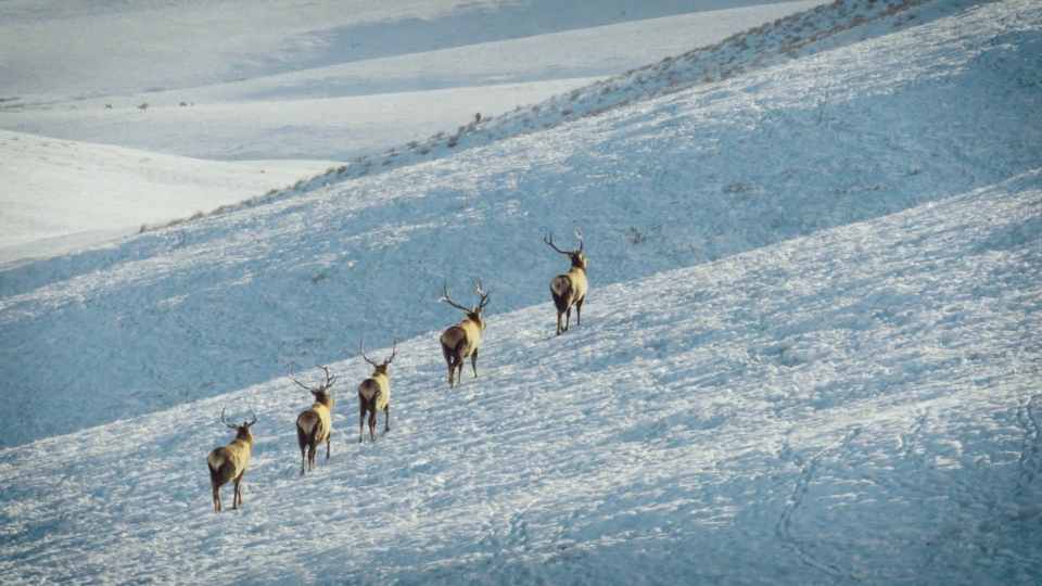 Elk herd traversing a snowy slope in Wyoming